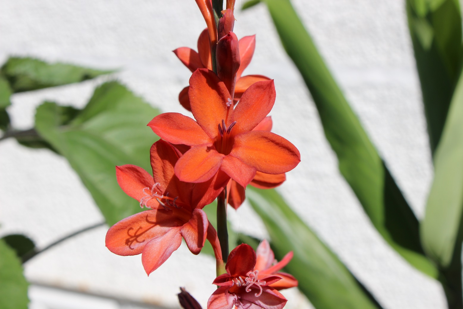 watsonia