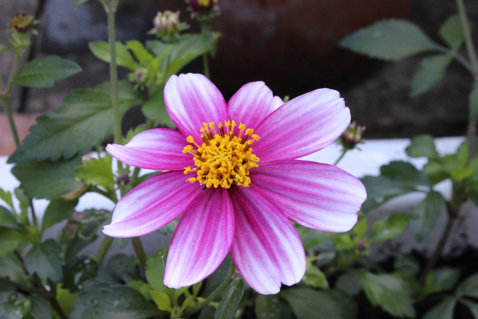 Bidens 'Firelight'