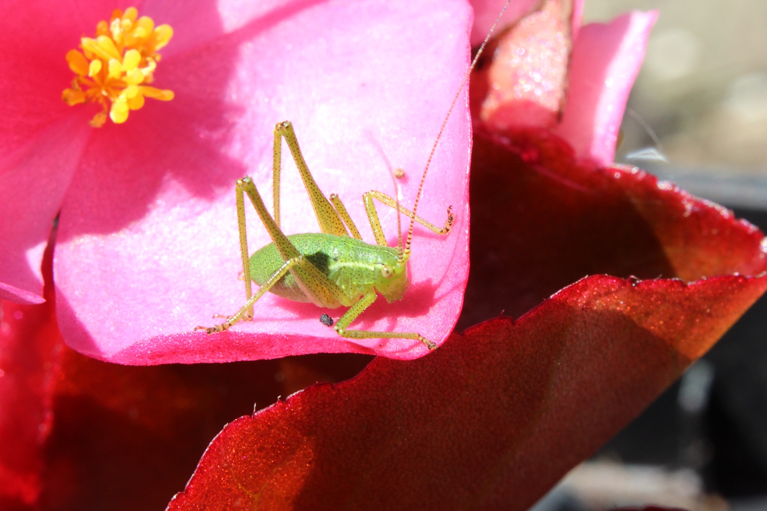 grasshopper