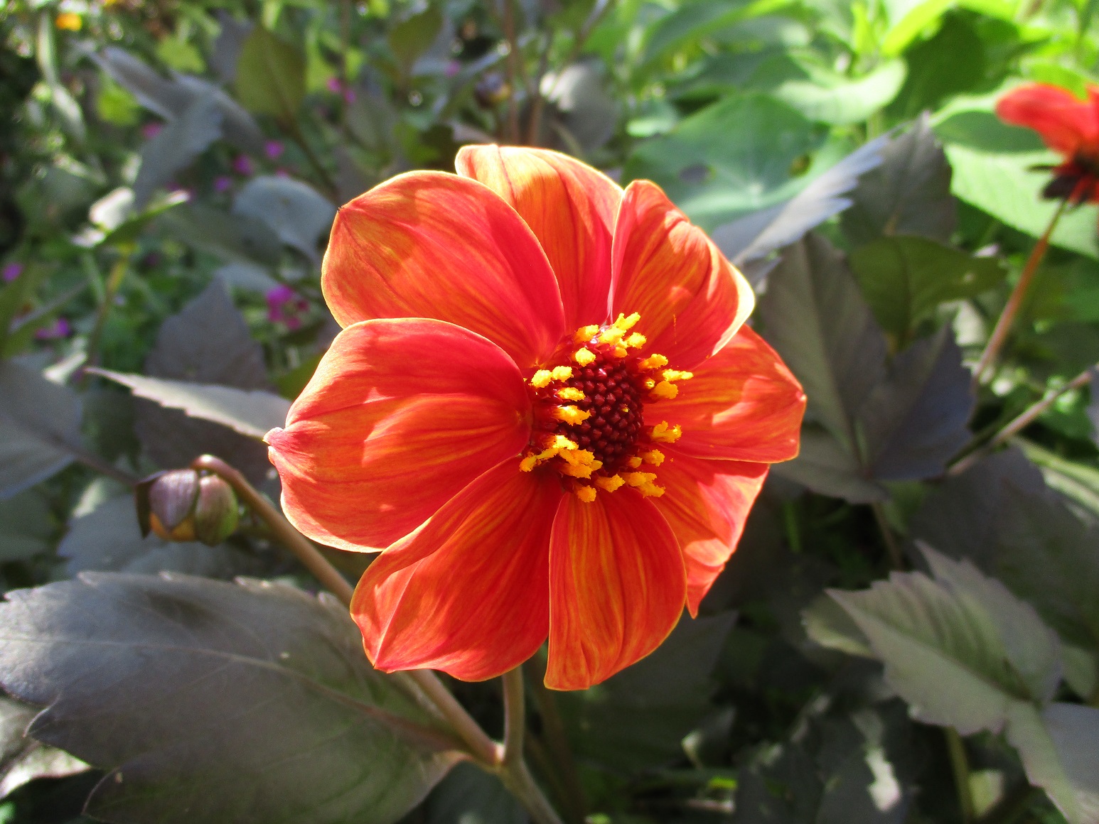 Dahlia coccinea