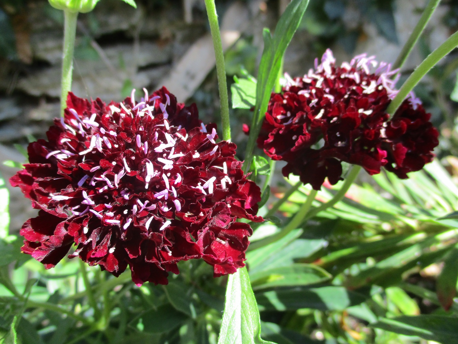 Scabiosa 'Plum Pudding'