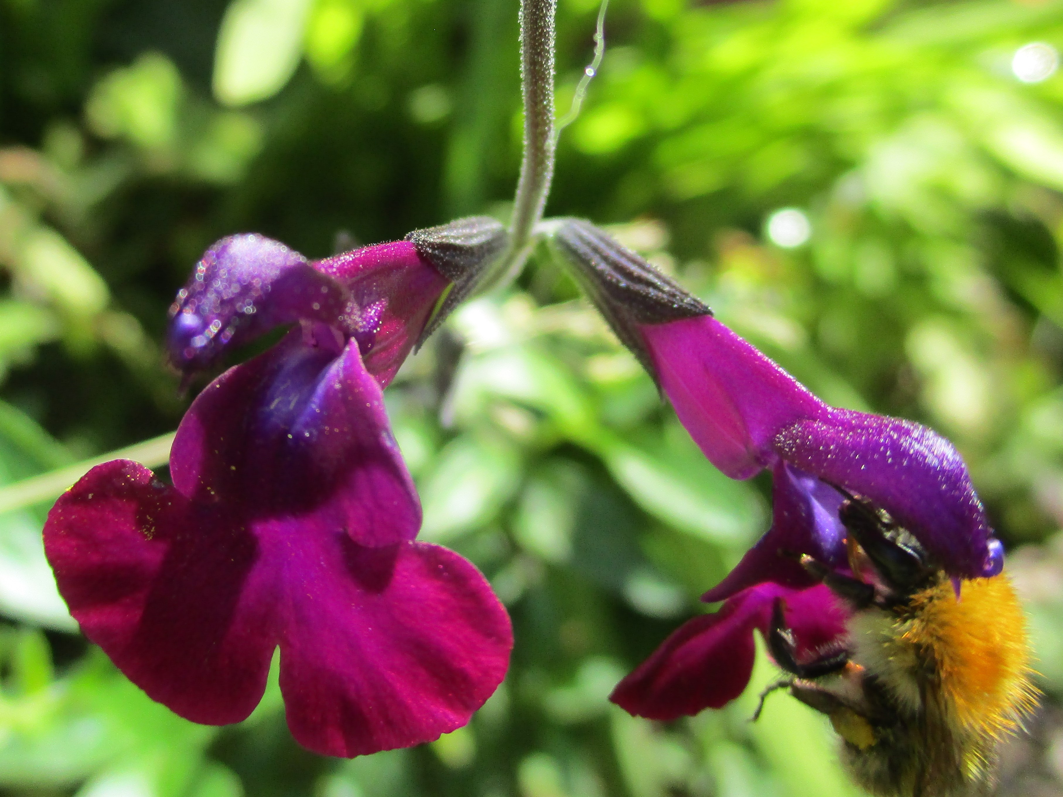Salvia 'Nachvlinder'