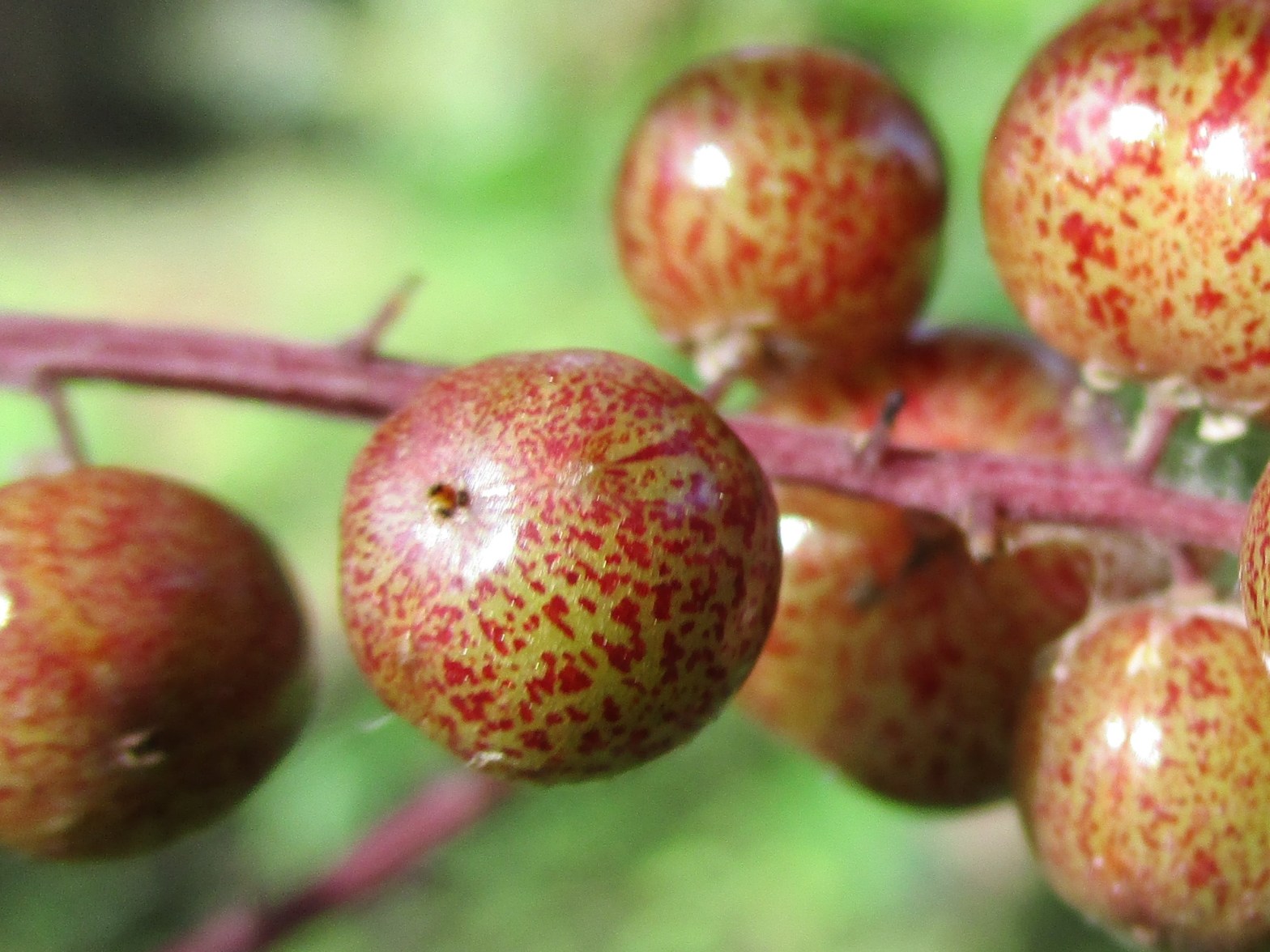 Maianthemum racemosum