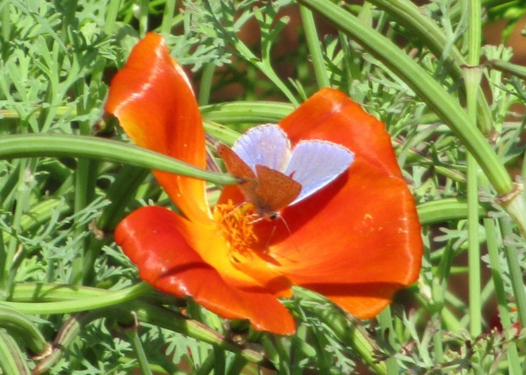 Eschsholtzia californica 'Red Chief'