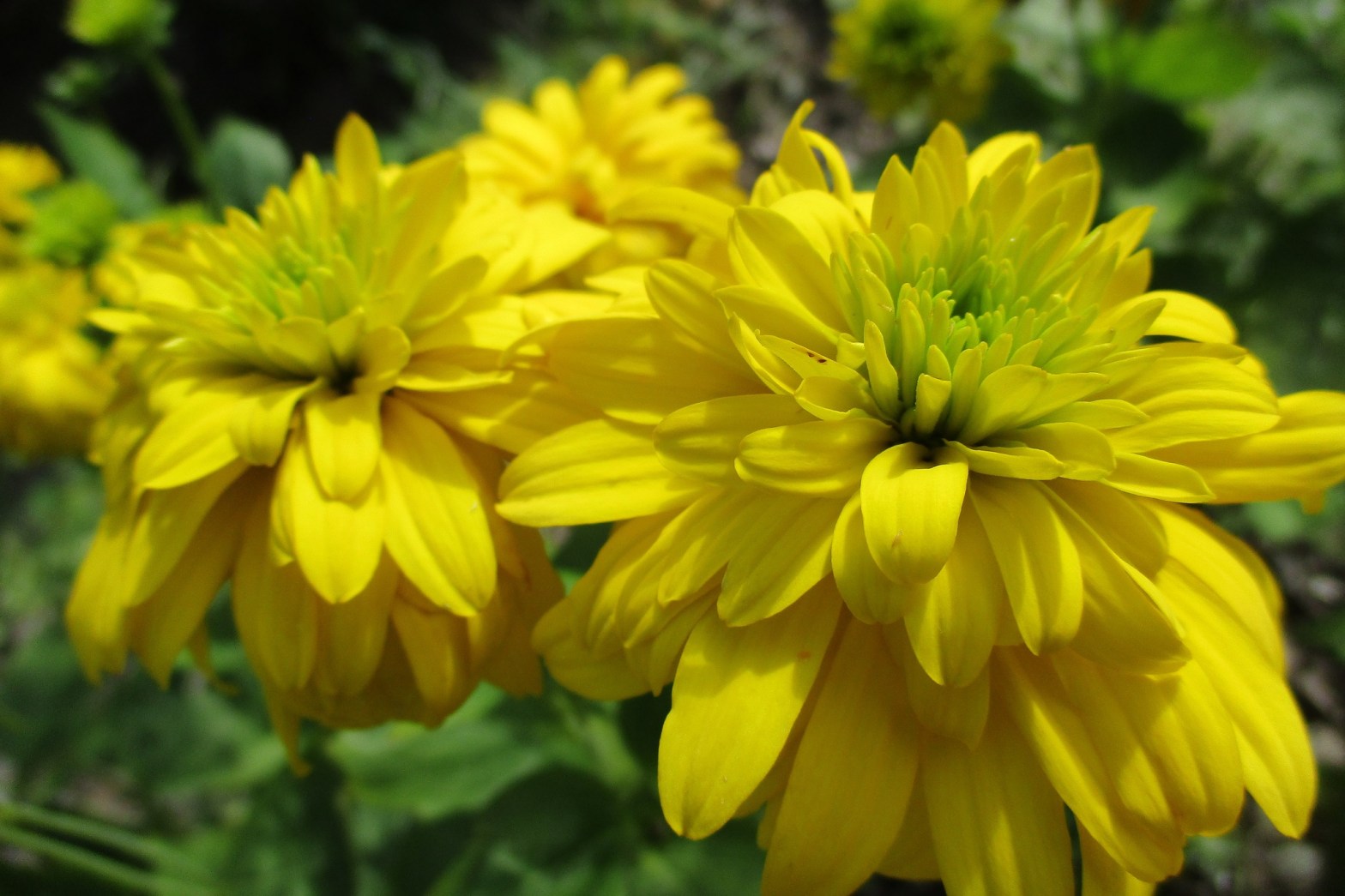 Rudbeckia laciniata 'Goldquelle'