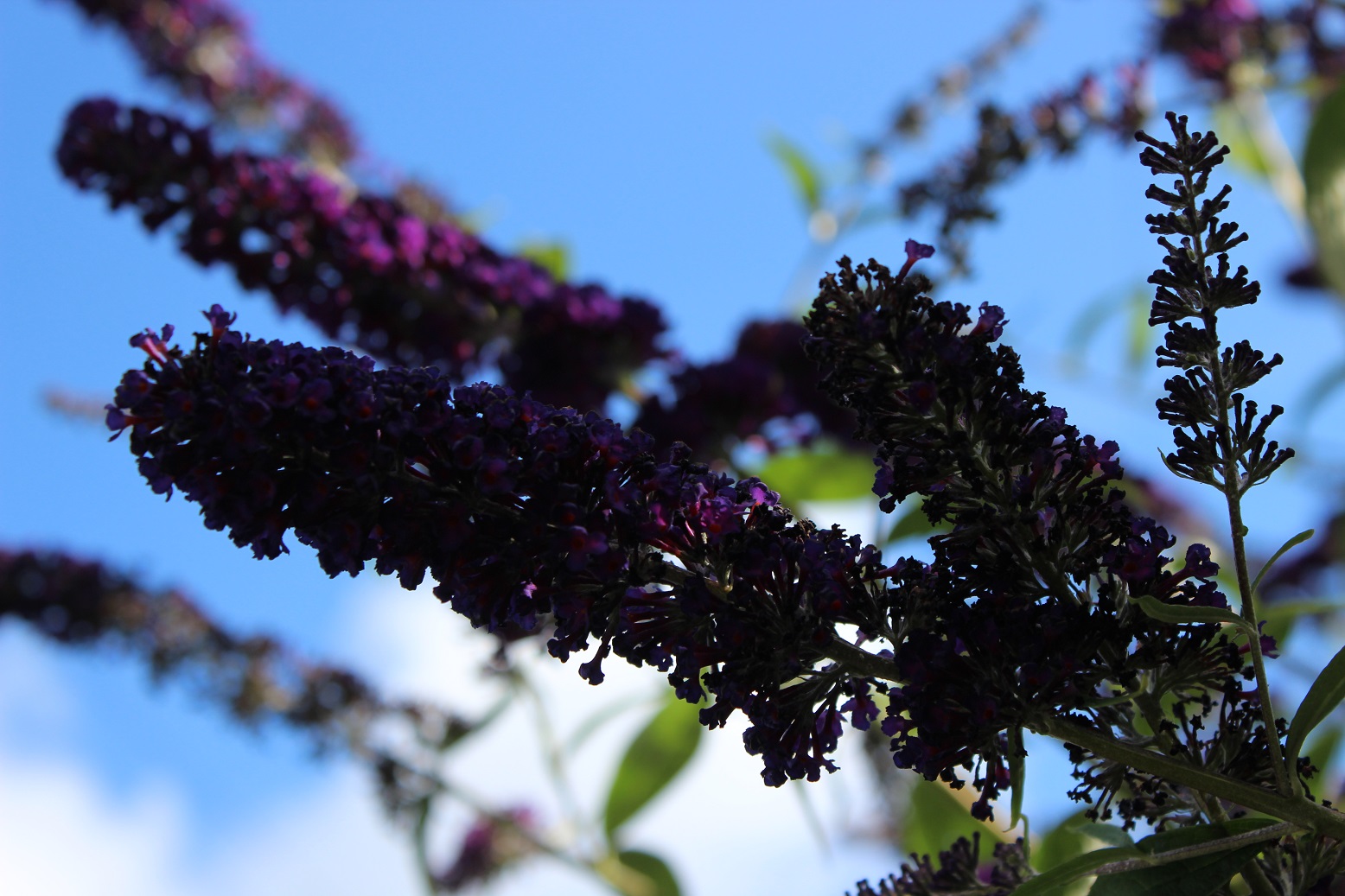Buddleja 'Black Knight'