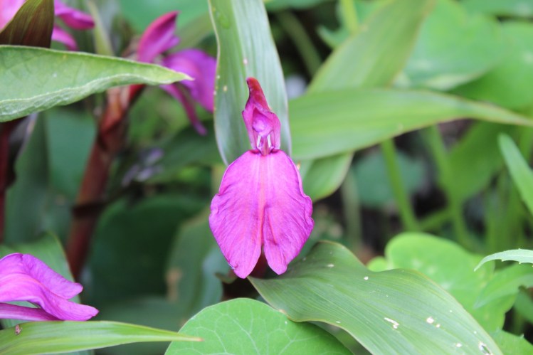Roscoea purpurea