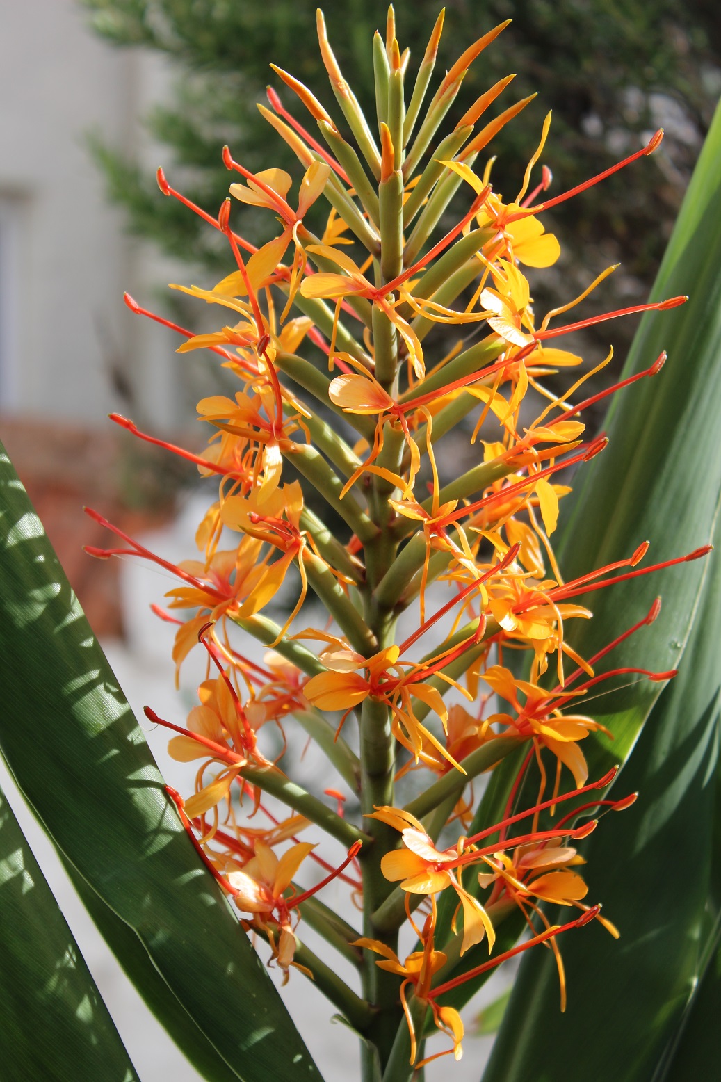 Hedychium 'Tara' seedling