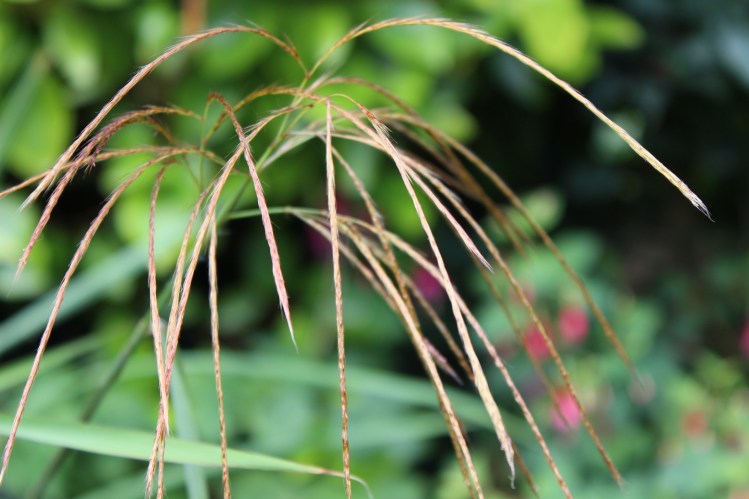 Meconopsis napaulensis