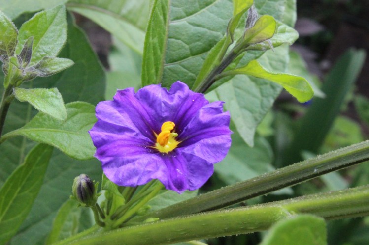 Lycianthes rantonnetii