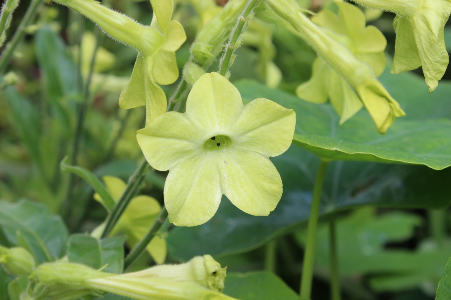 Nicotiana 'Lime Green'
