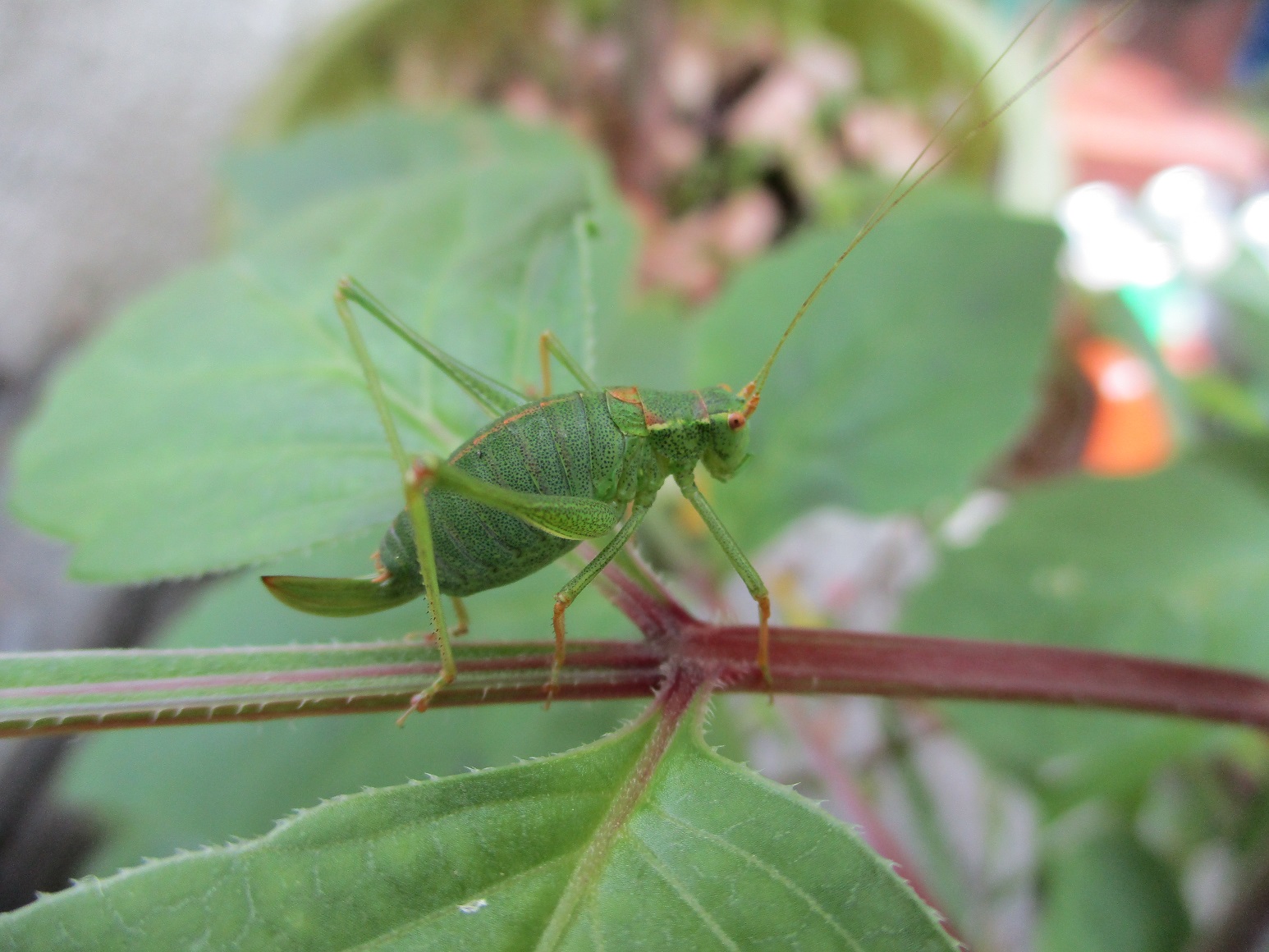 grasshopper