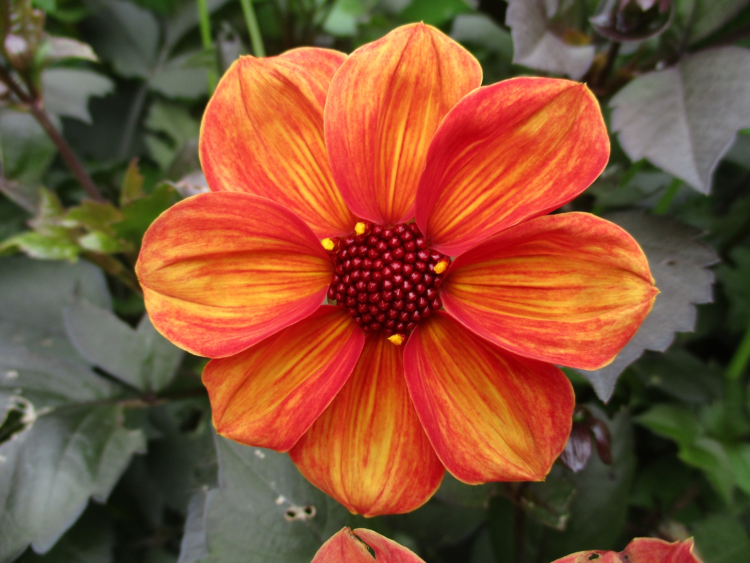 Dahlia coccinea