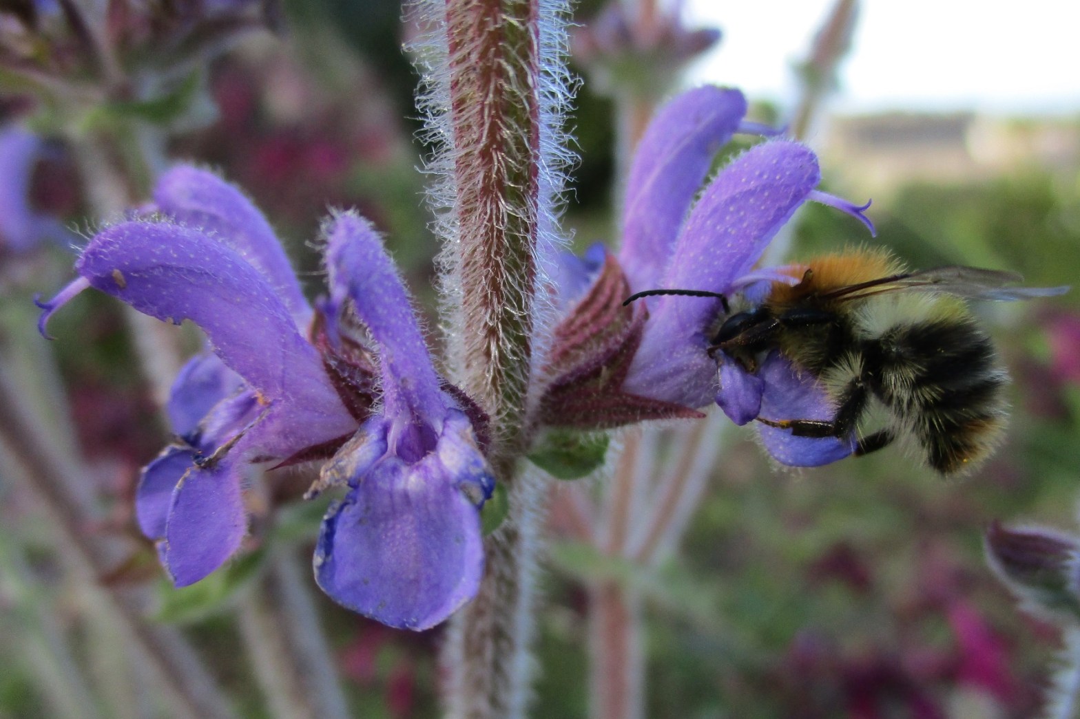 Salvia atropurpurea