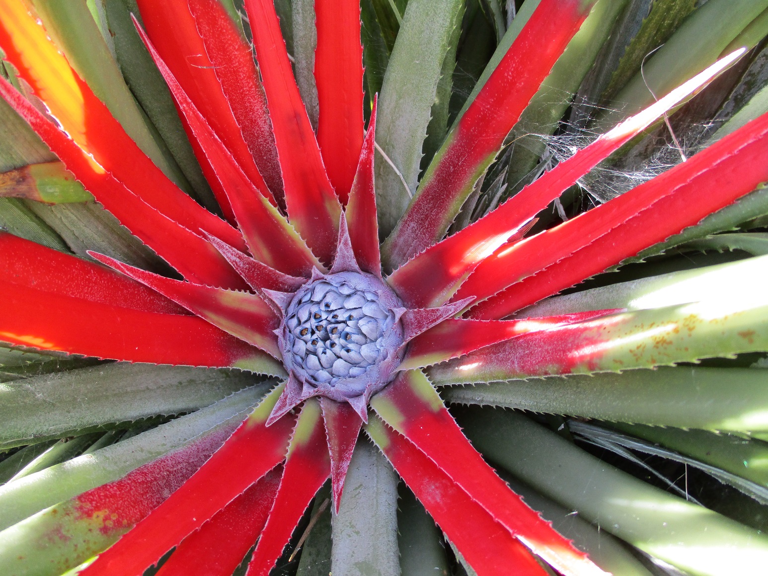 Fascicularia bicolor