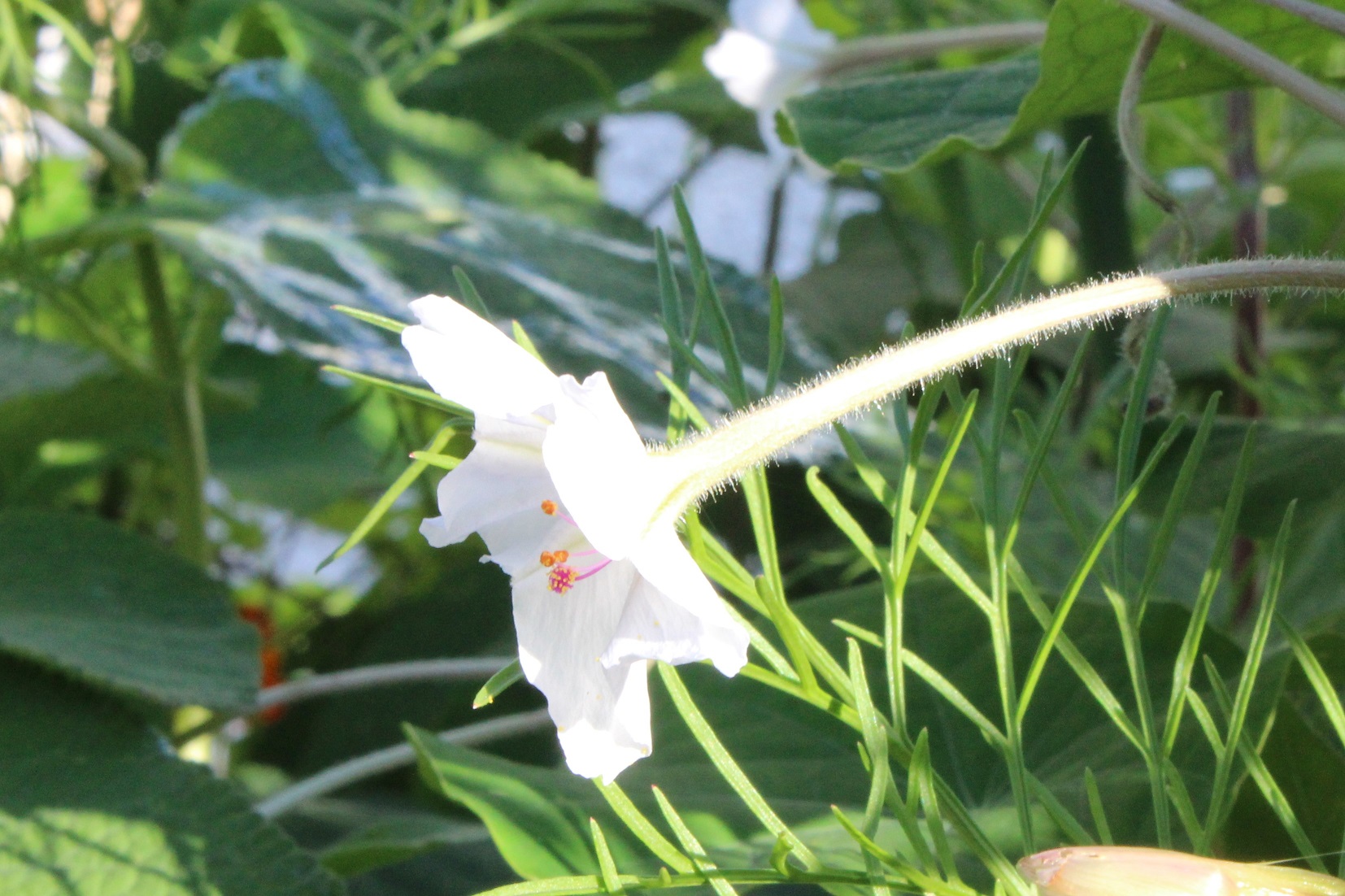 Mirabilis longiflora 'Angel Trumpets'