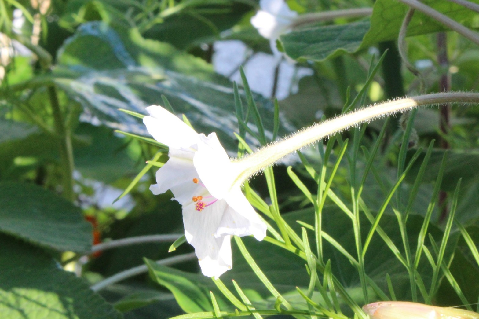 Mirabilis longiflora 'Angel Trumpets'