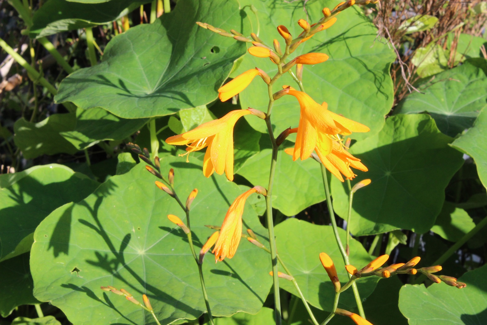 Crocosmia 'Coleton Fishacre'