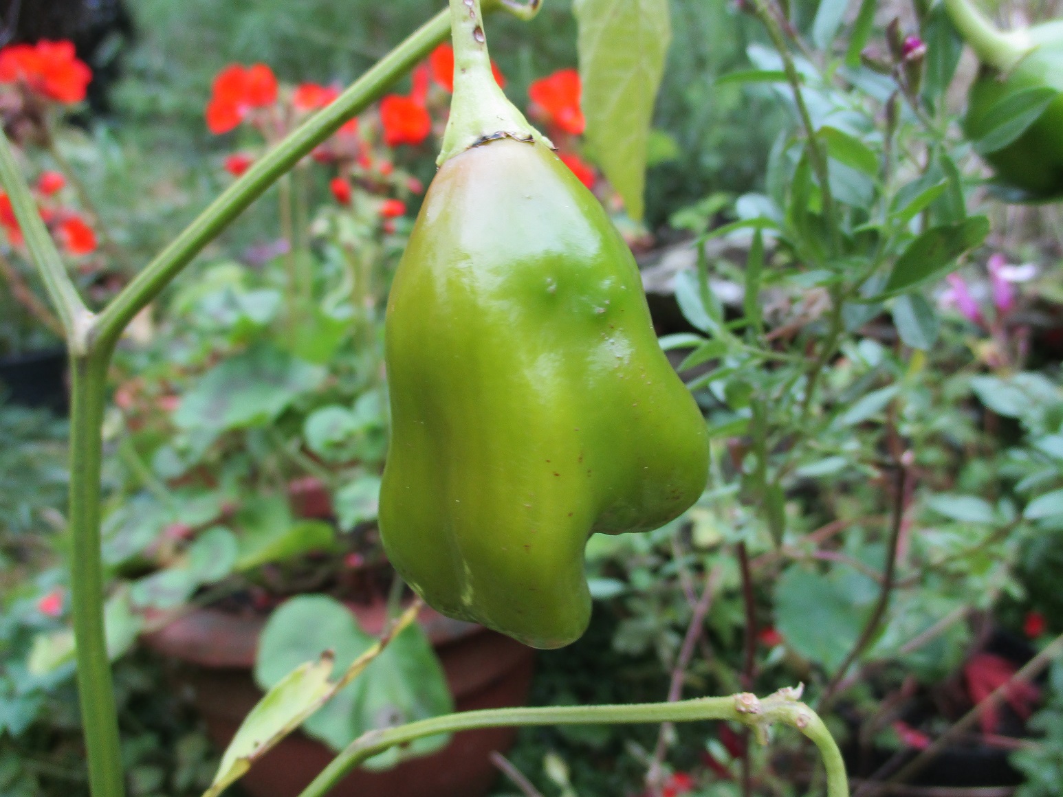 Chilli Bishop's Crown