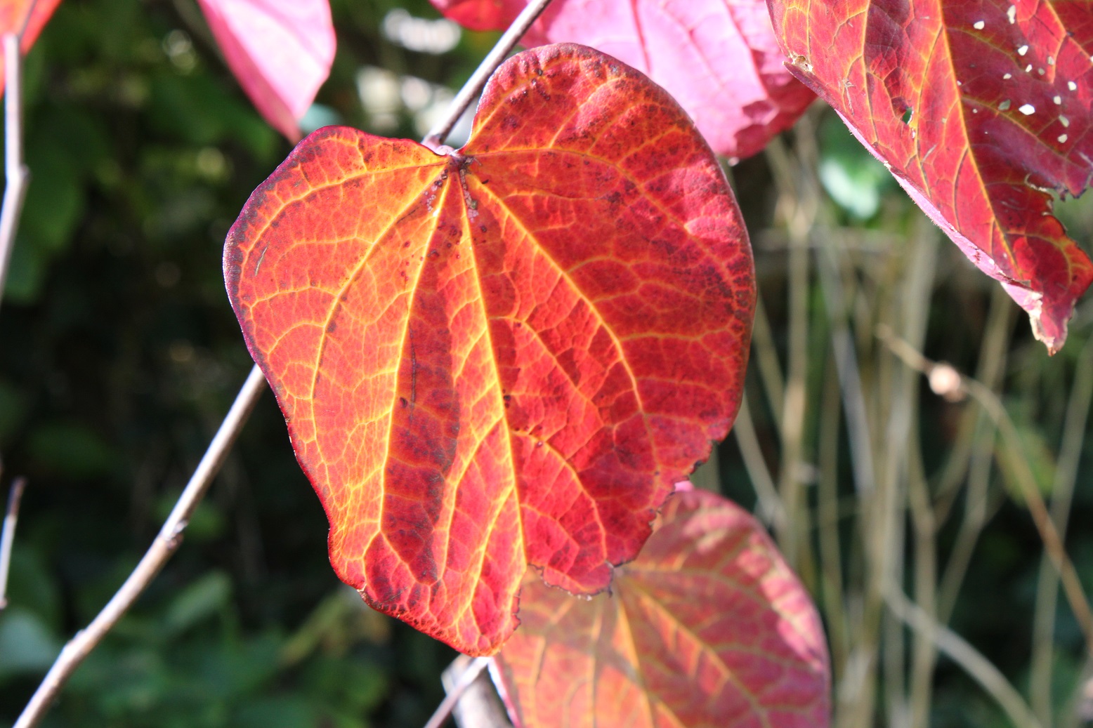 Cercis canadensis 'Forest Pansy'