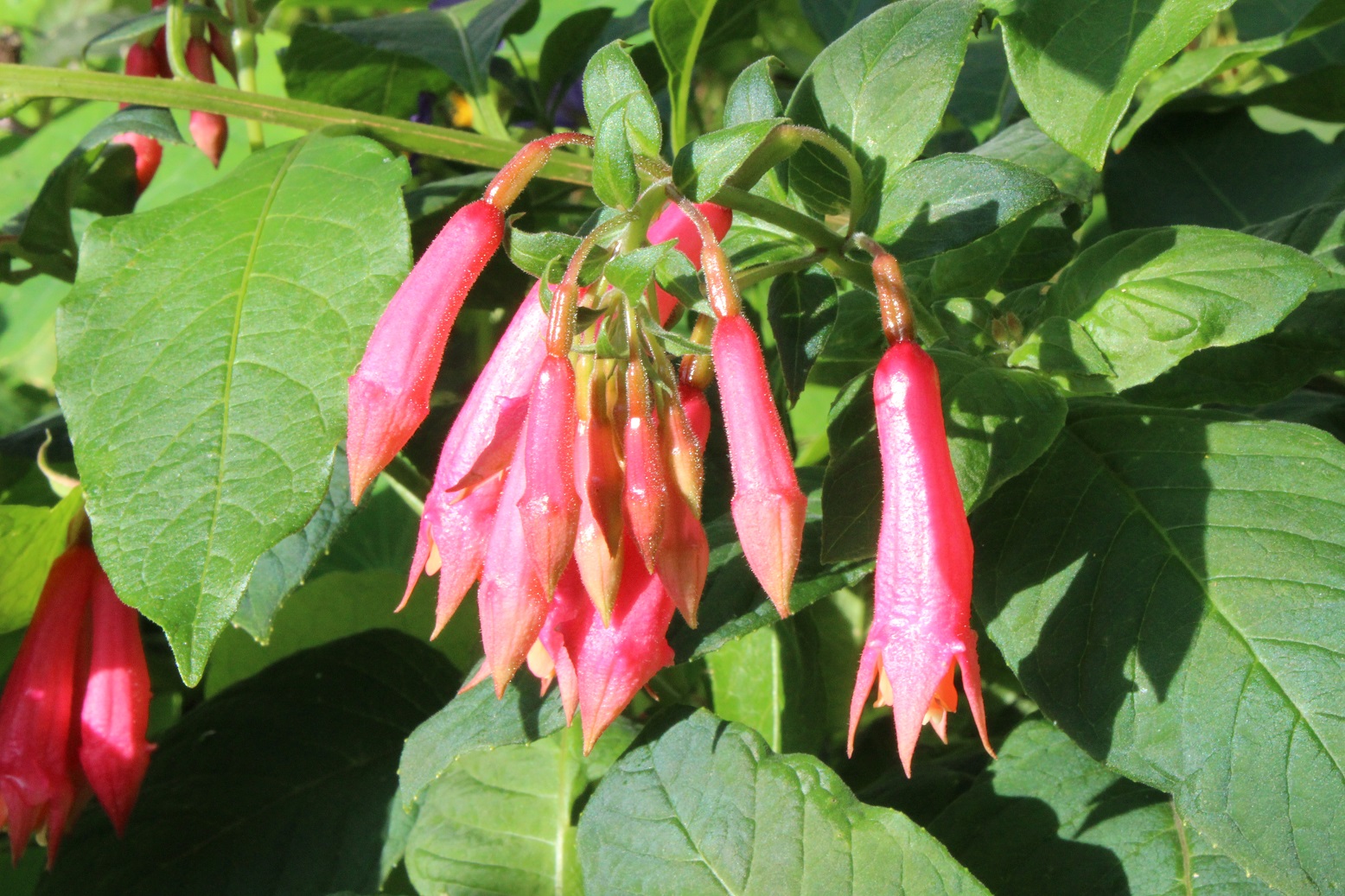 Fuchsia 'Börnemann's Beste'