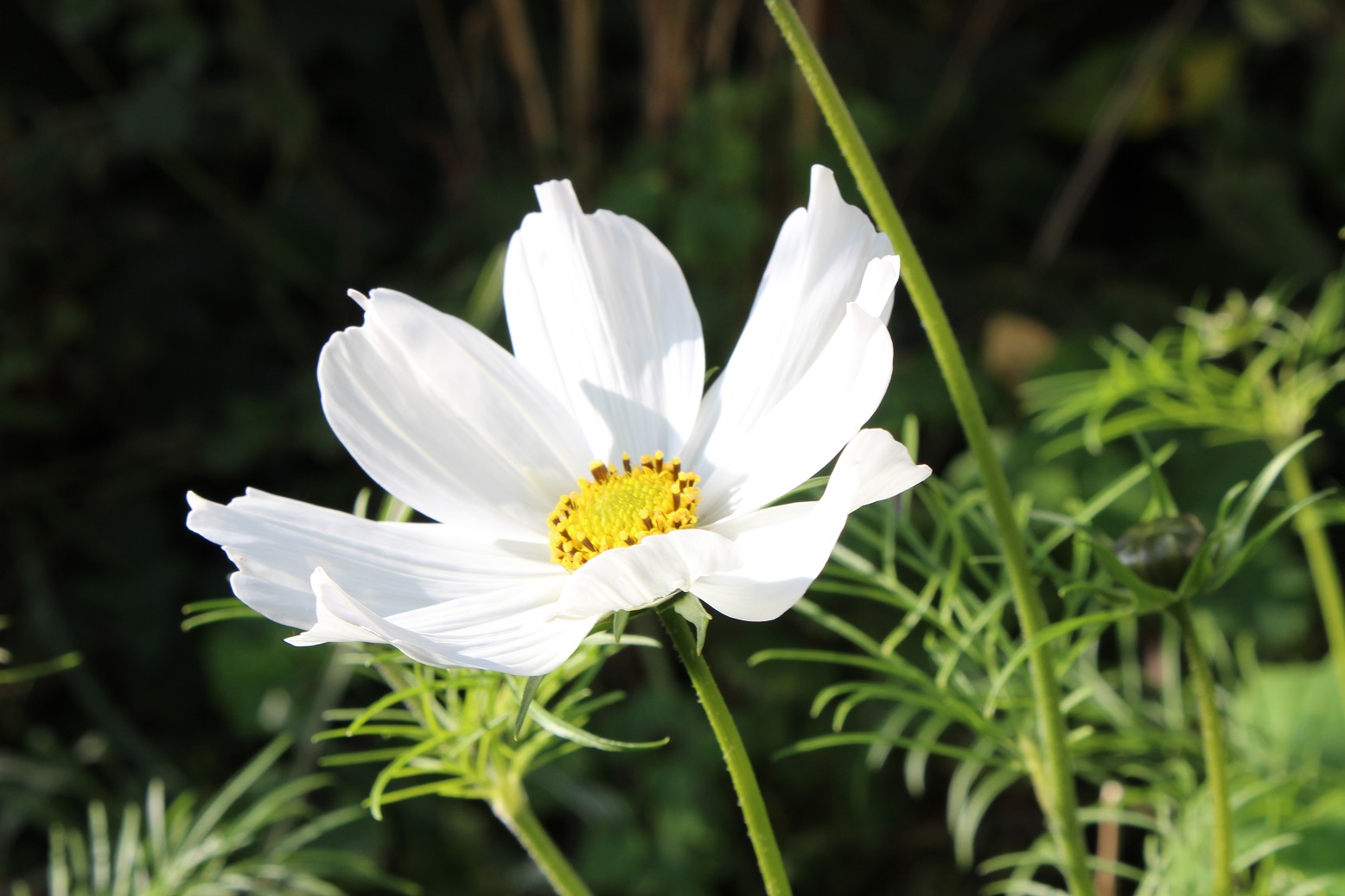 Cosmos 'Purity'