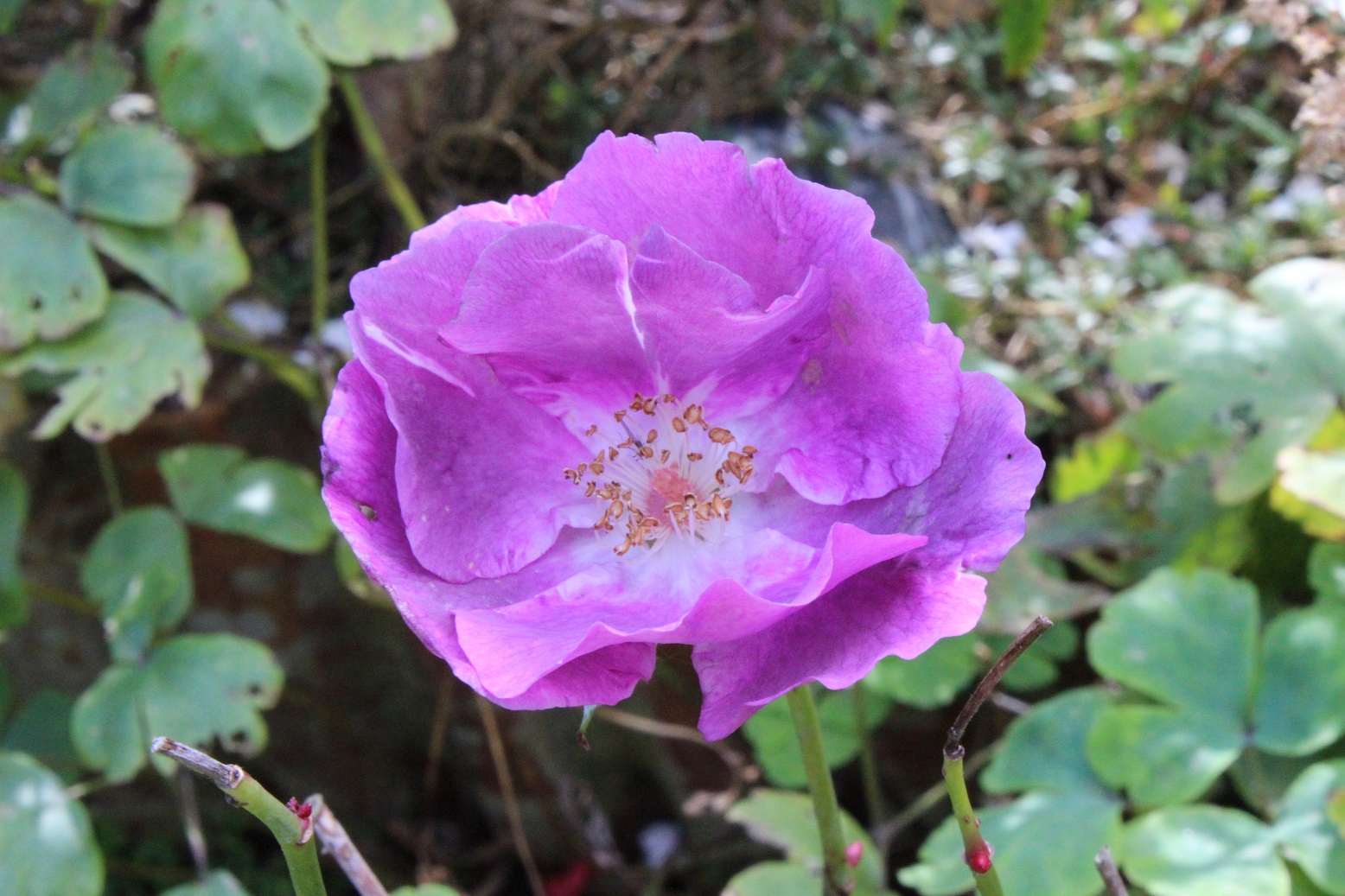 Rosa 'Rhapsody in Blue'
