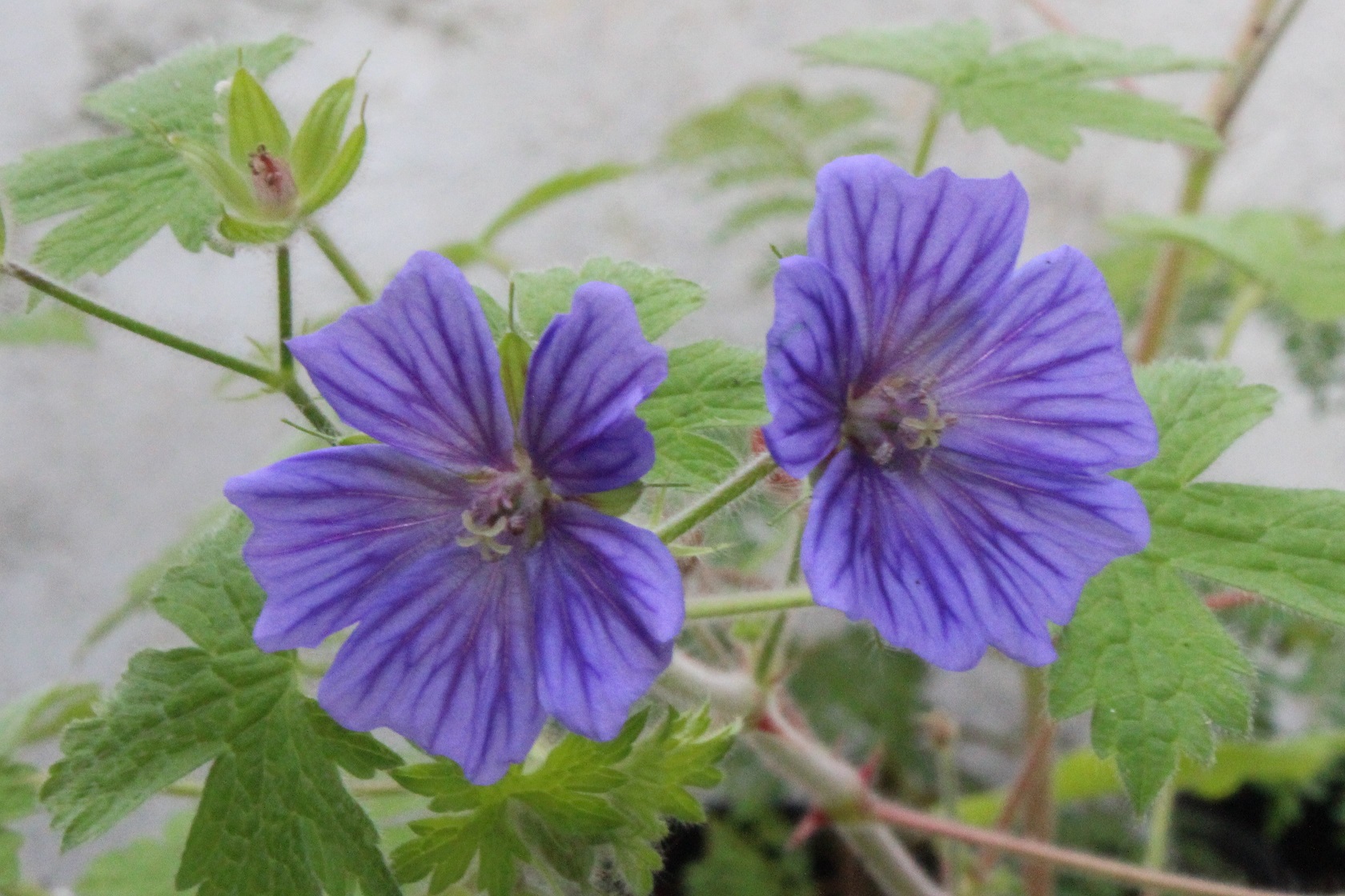 Geranium 'Blue Orchid'