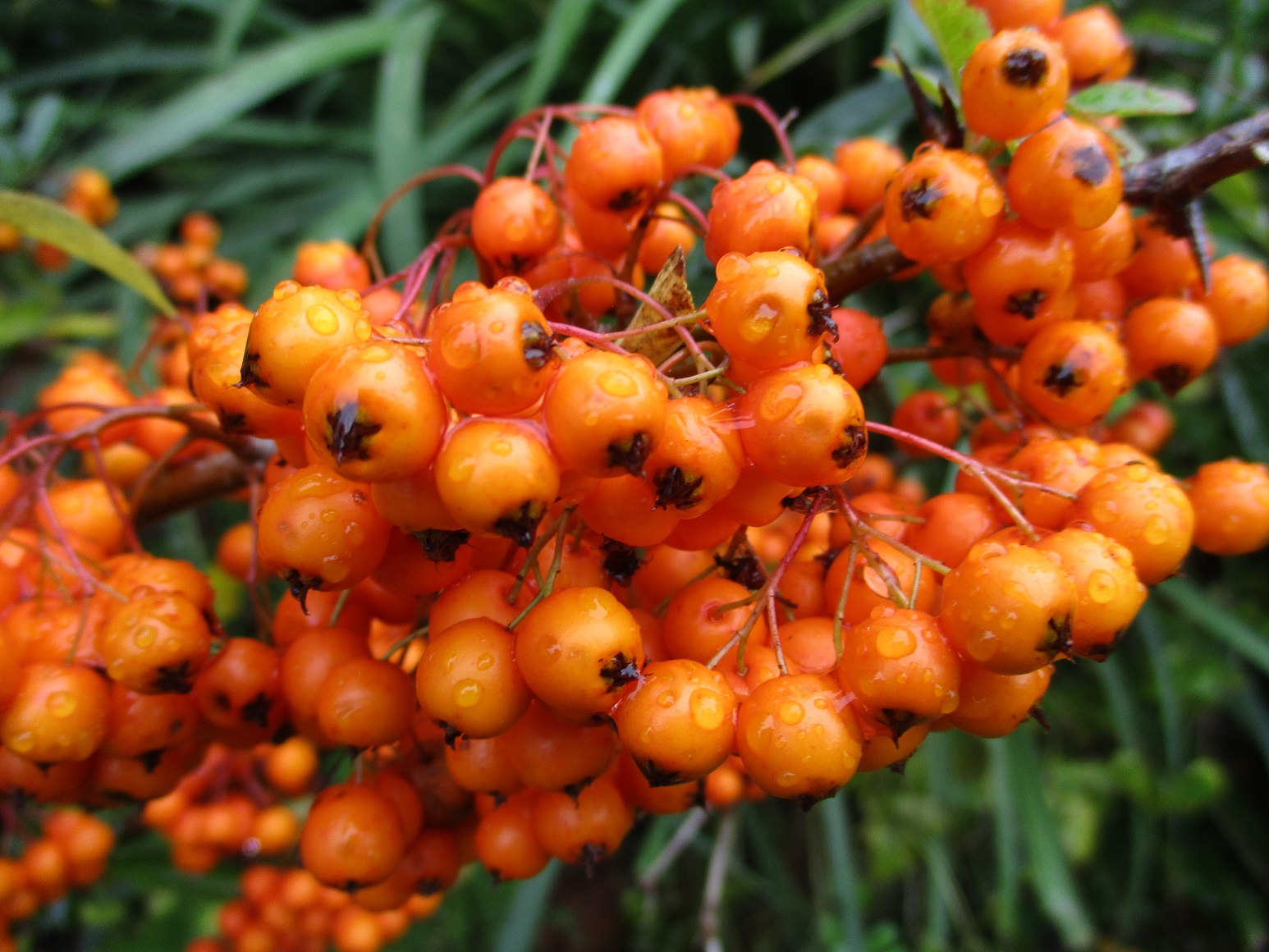 pyracantha