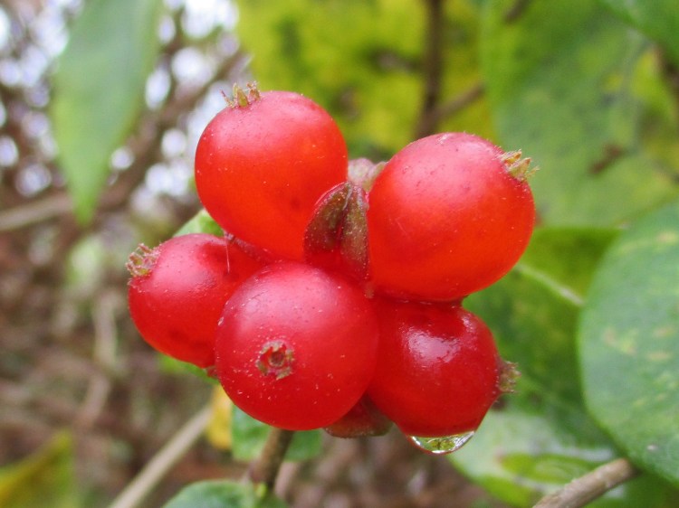 Honeysuckle berries