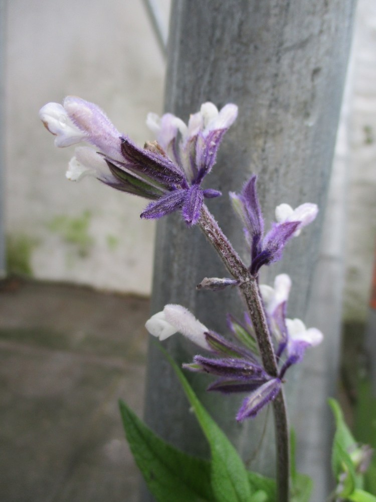 Salvia 'Phyllis' Fancy'