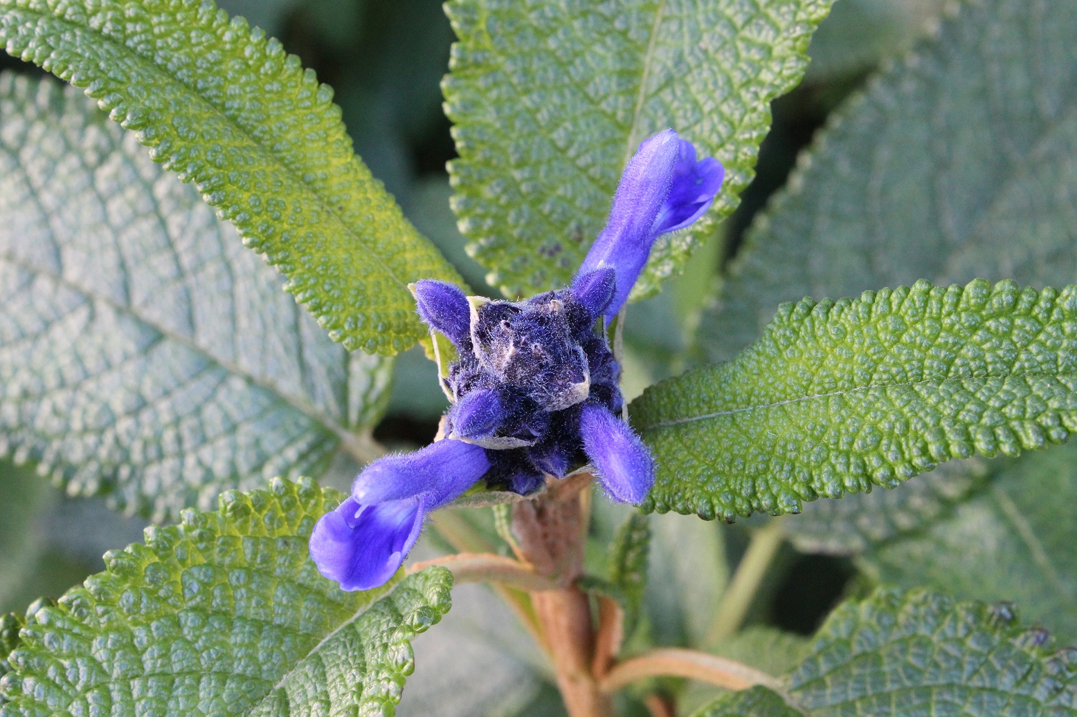 Salvia corrugata
