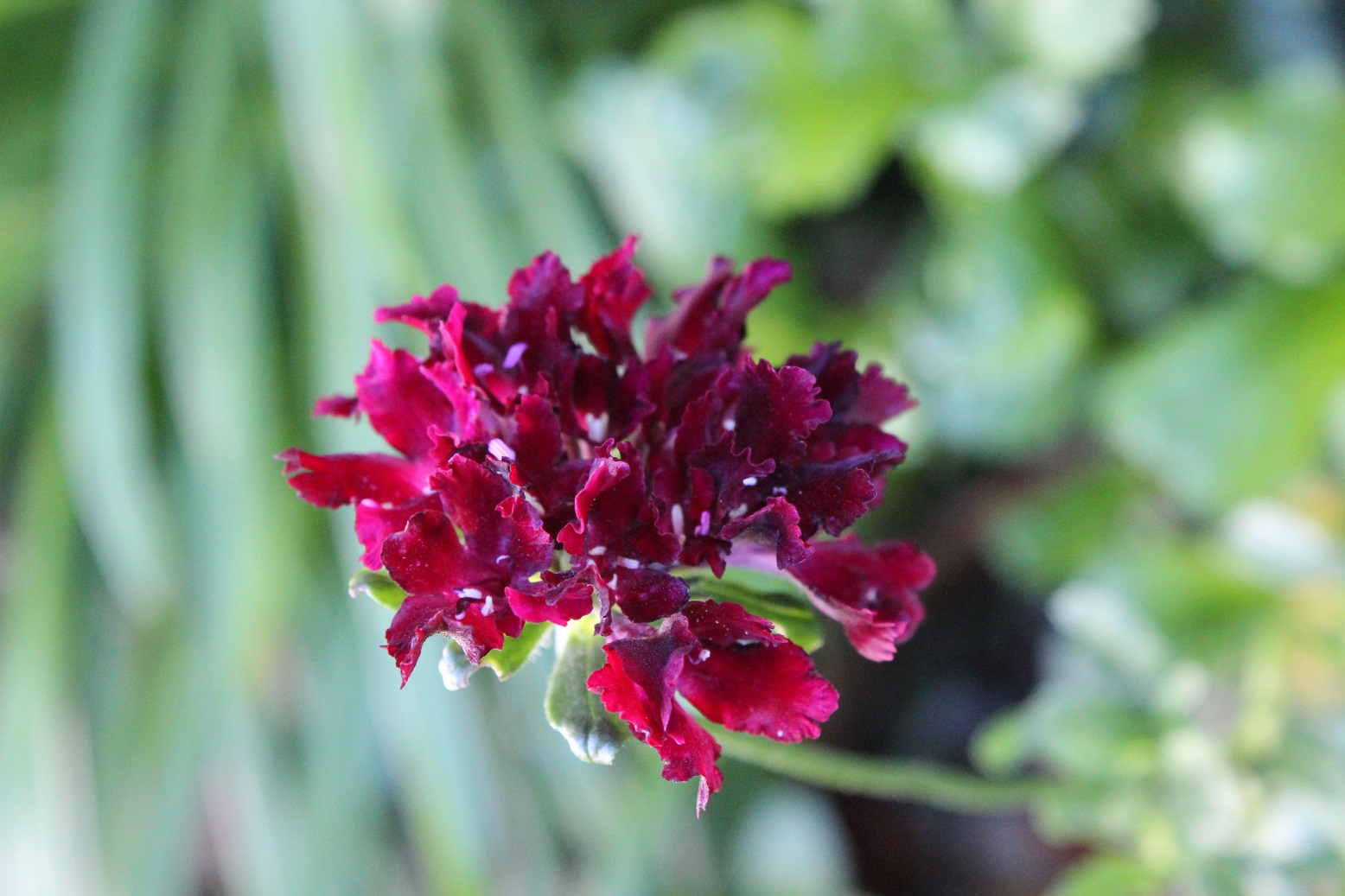 Scabiosa 'Plum Pudding'