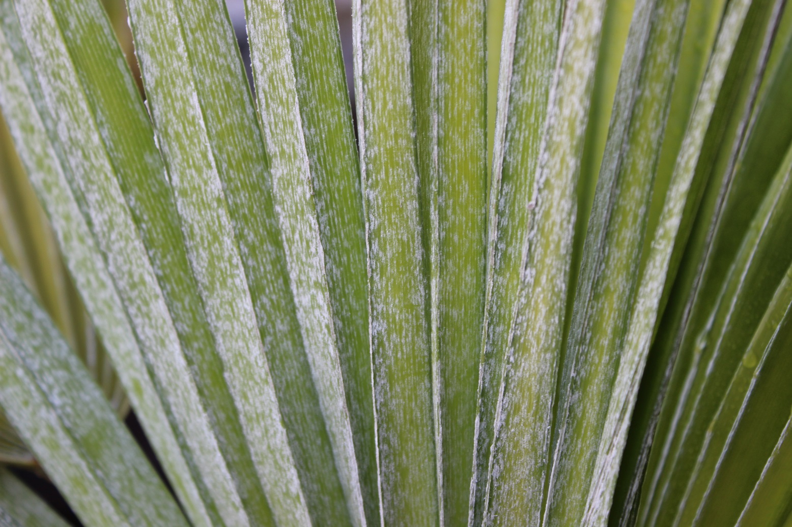 Trachycarpus fortunei