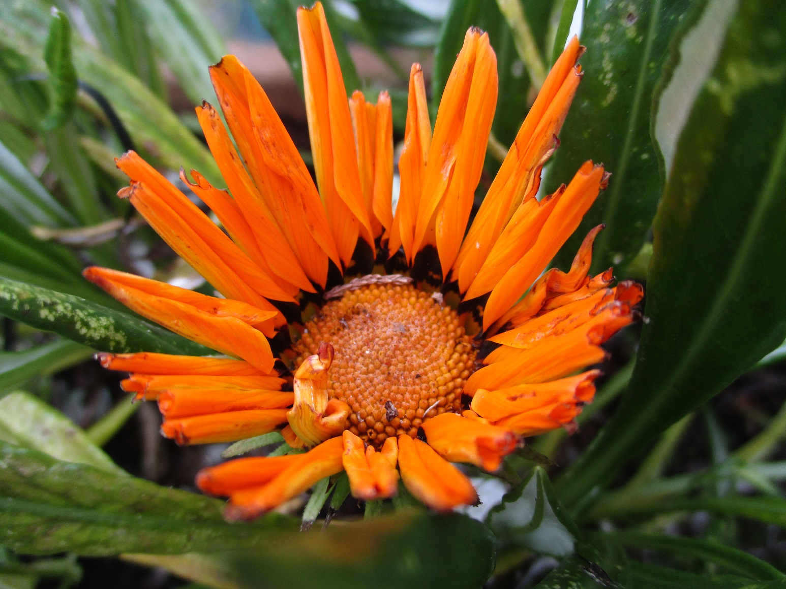 gazania