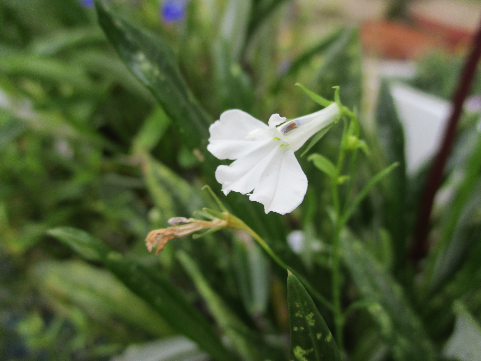 lobelia