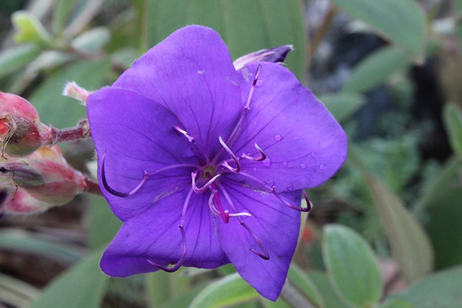 Tibouchina urvilleana