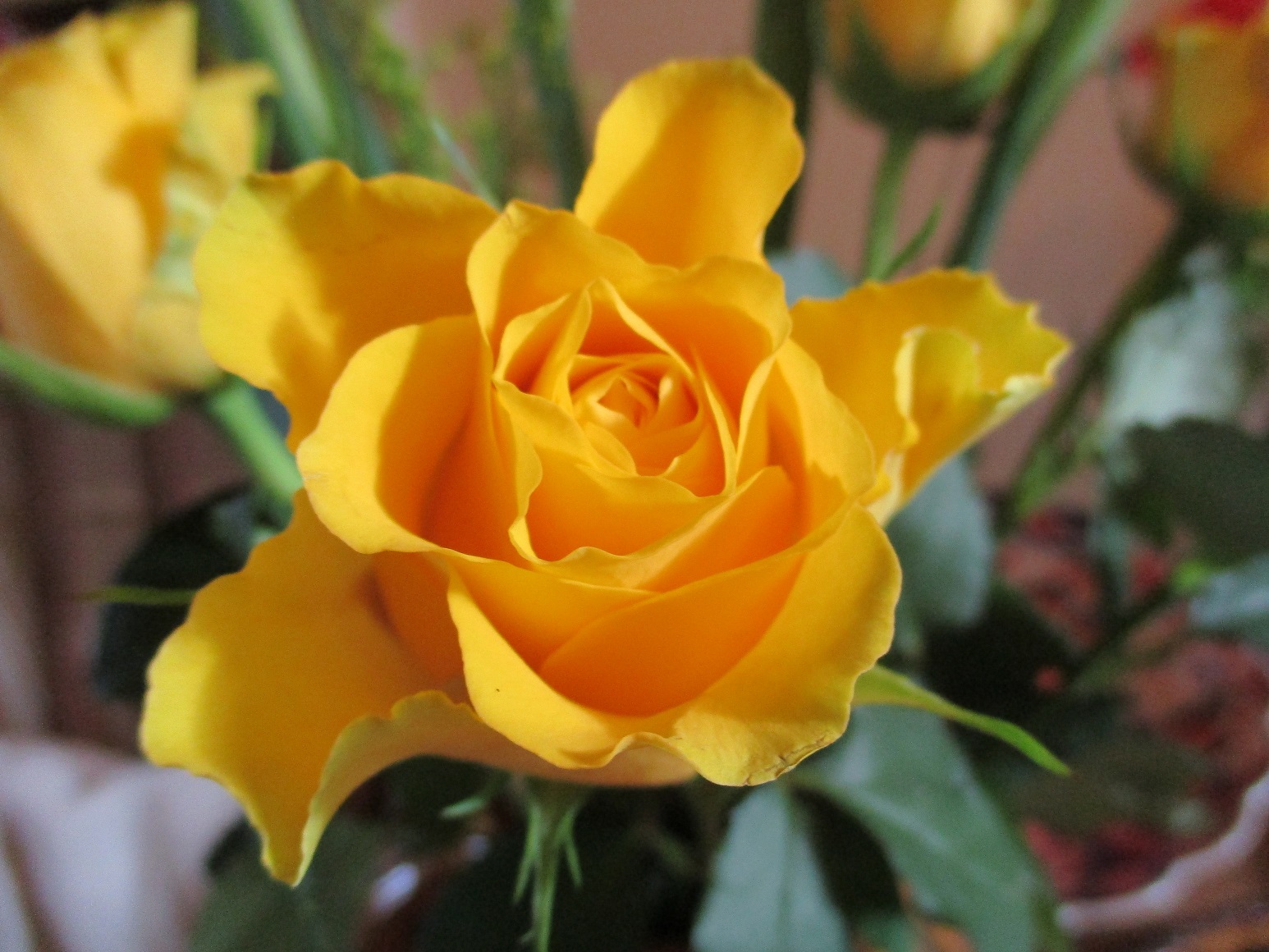 yellow rose