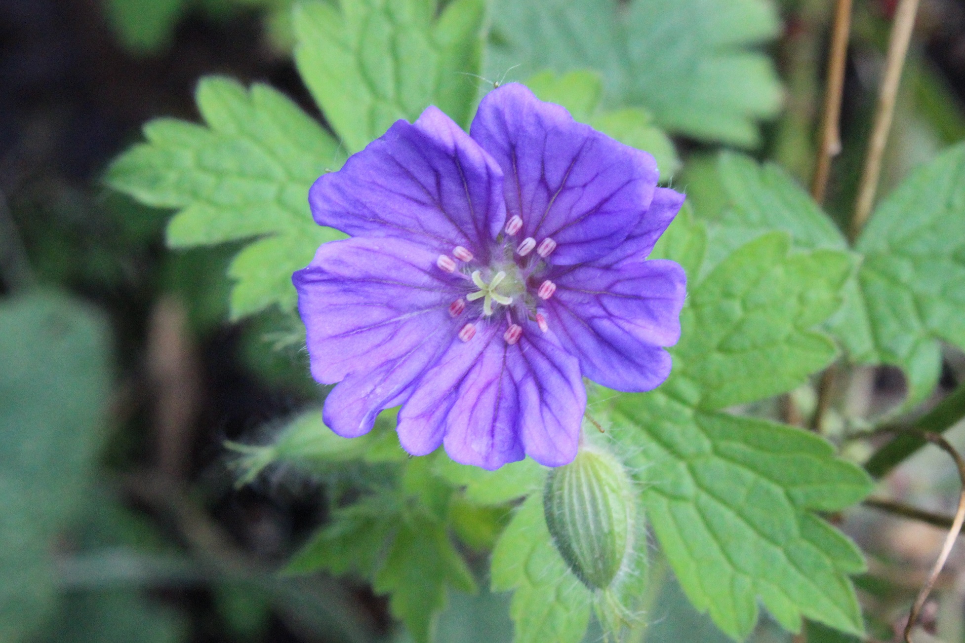 Geranium bohemicum