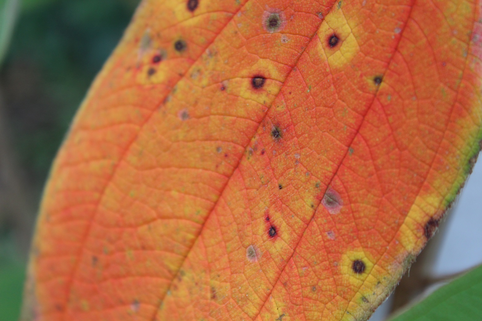 Tibouchina urvilleana