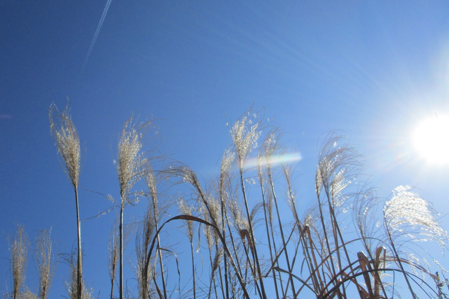 Miscanthus 'Cosmopolitan'