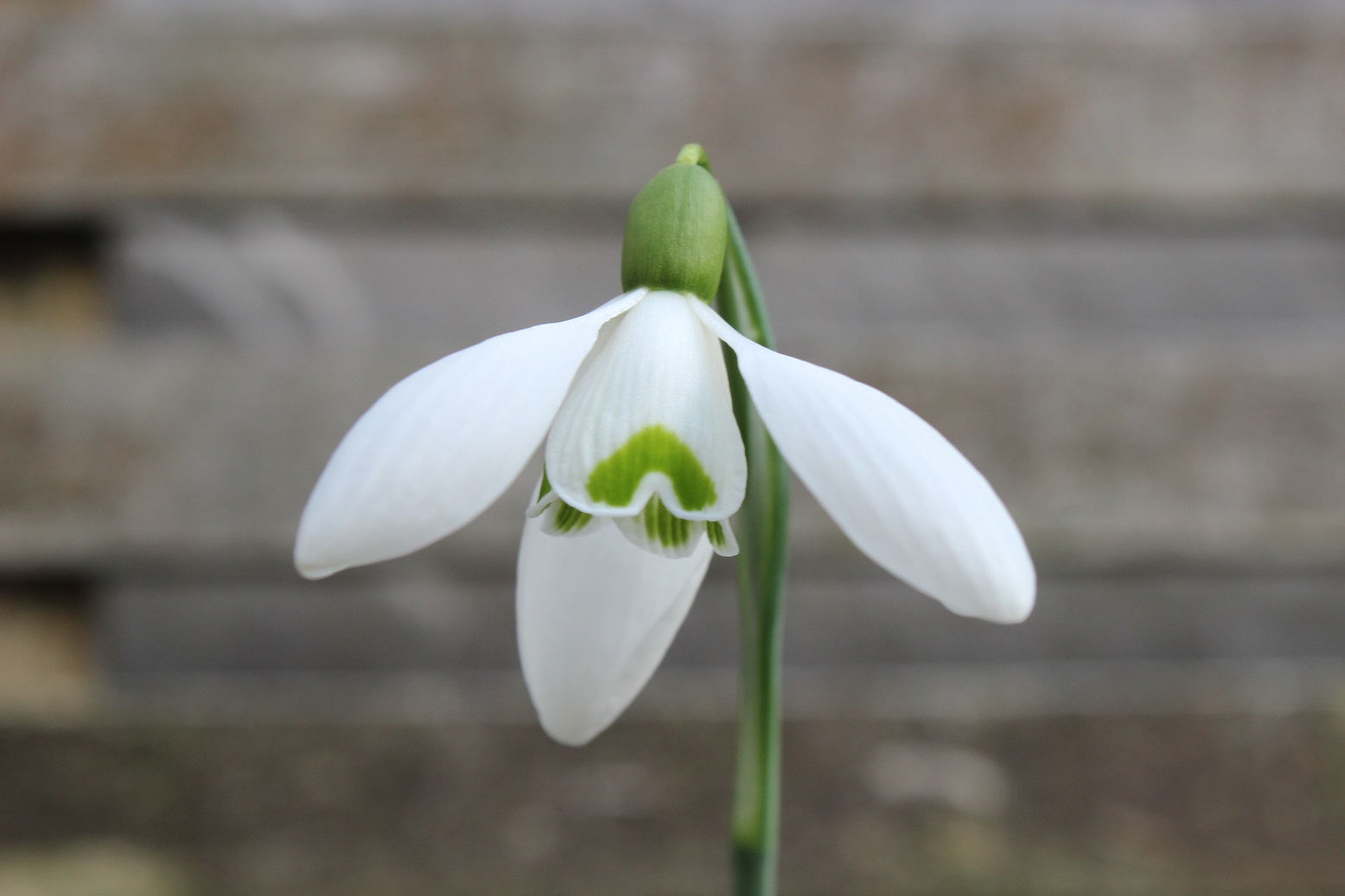 Galanthus 'S. Arnott'