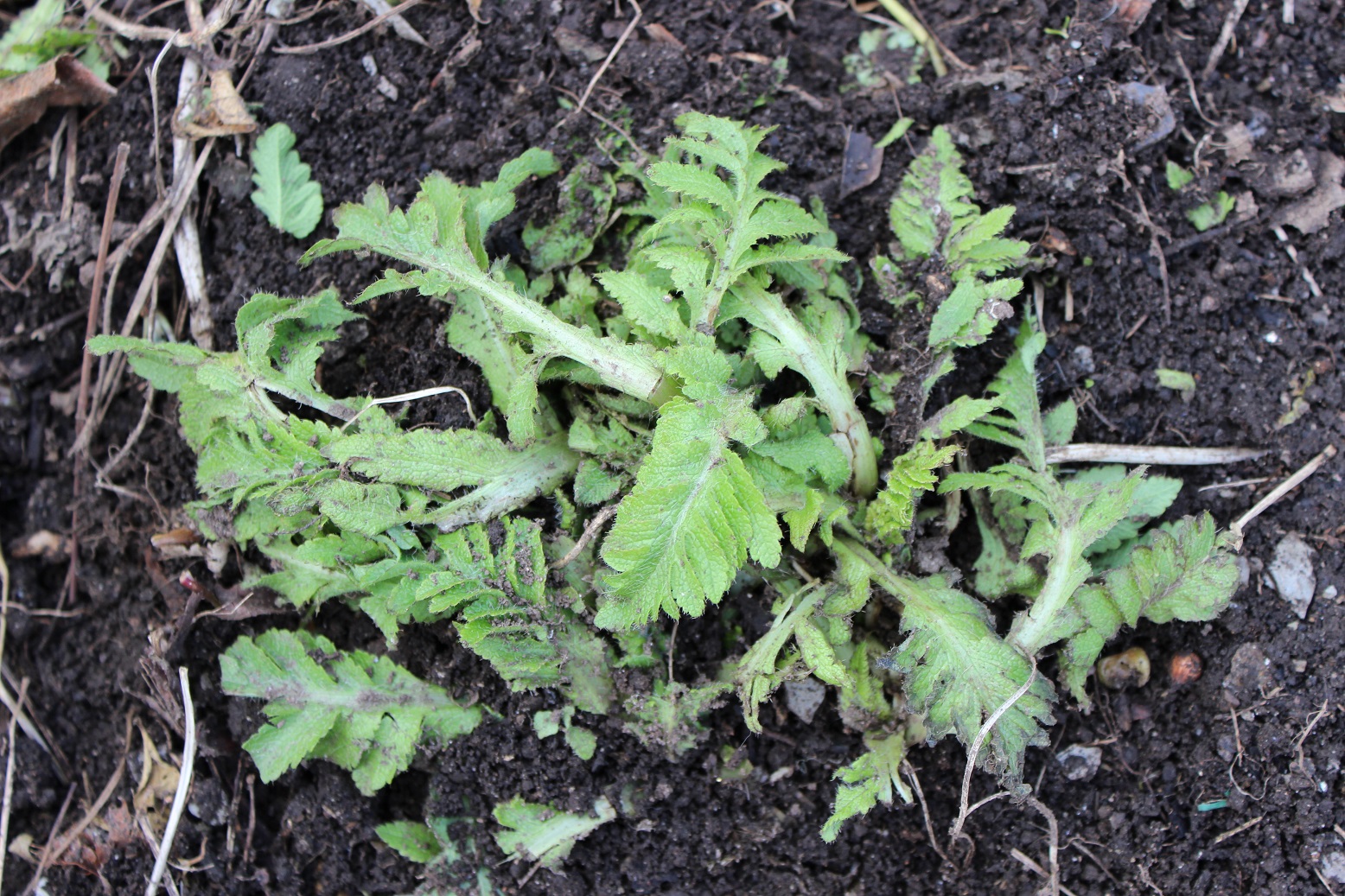 papaver