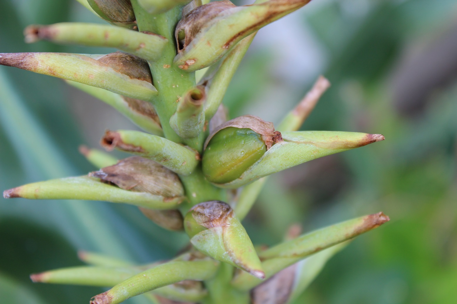 hedychium