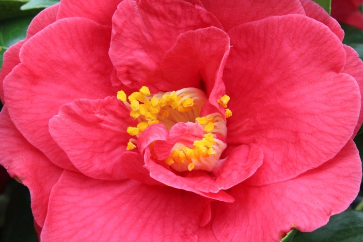camellia