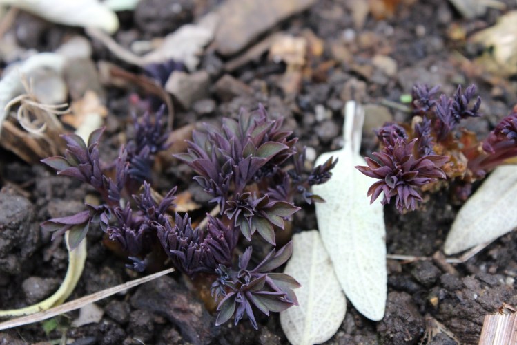 Lamprocapnos spectabile 'Valentine'