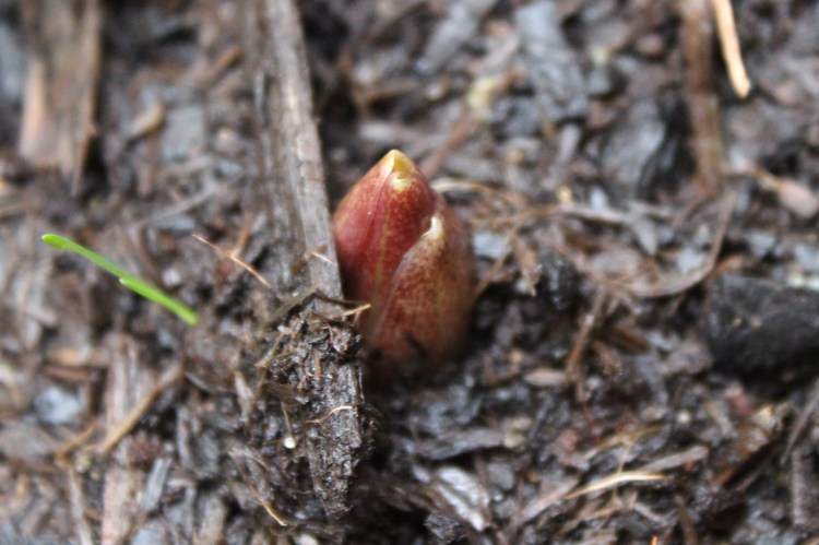 Lillium 'Casa Blanca'
