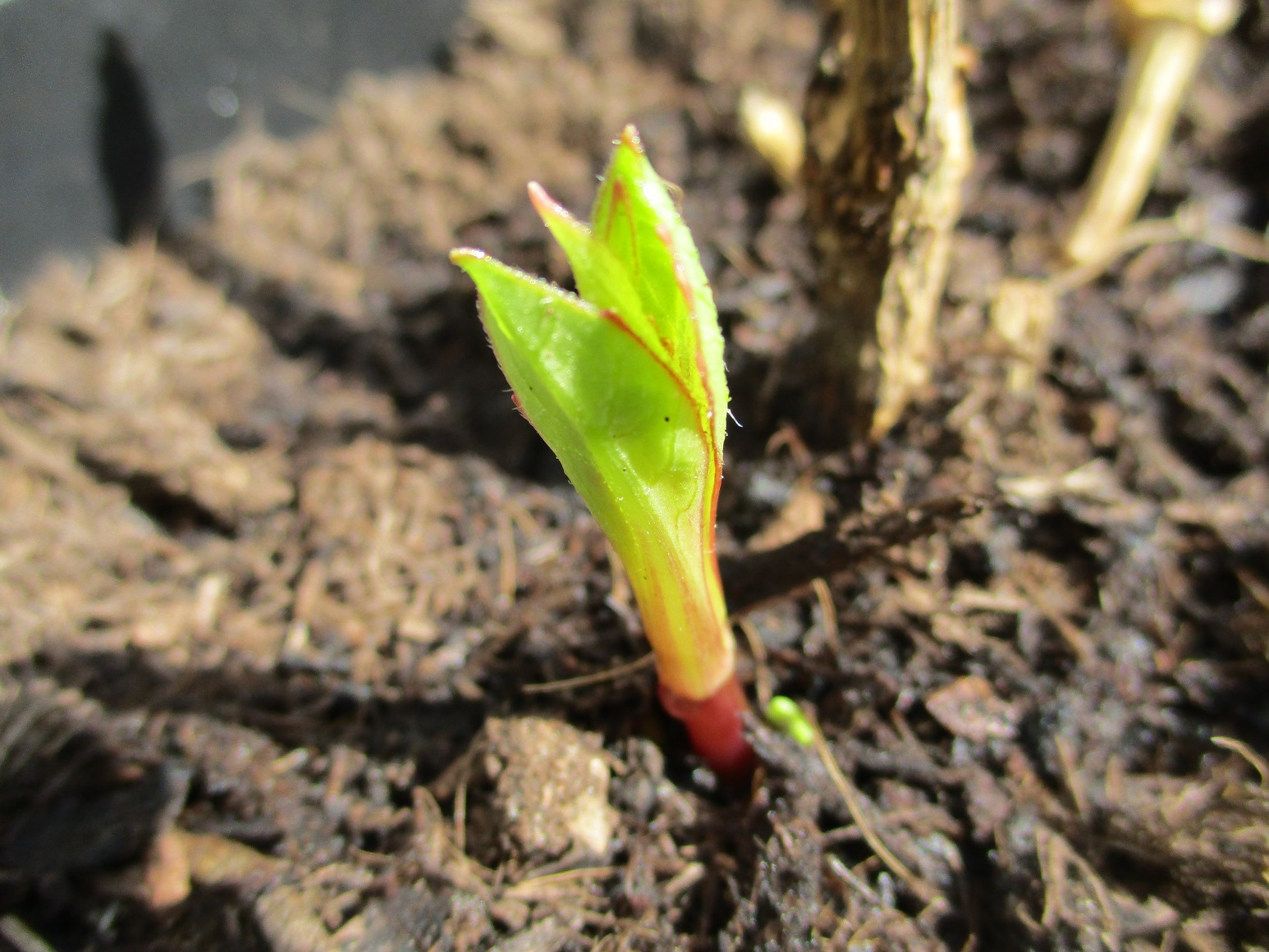 Dahlia 'Peggy's Pearler'