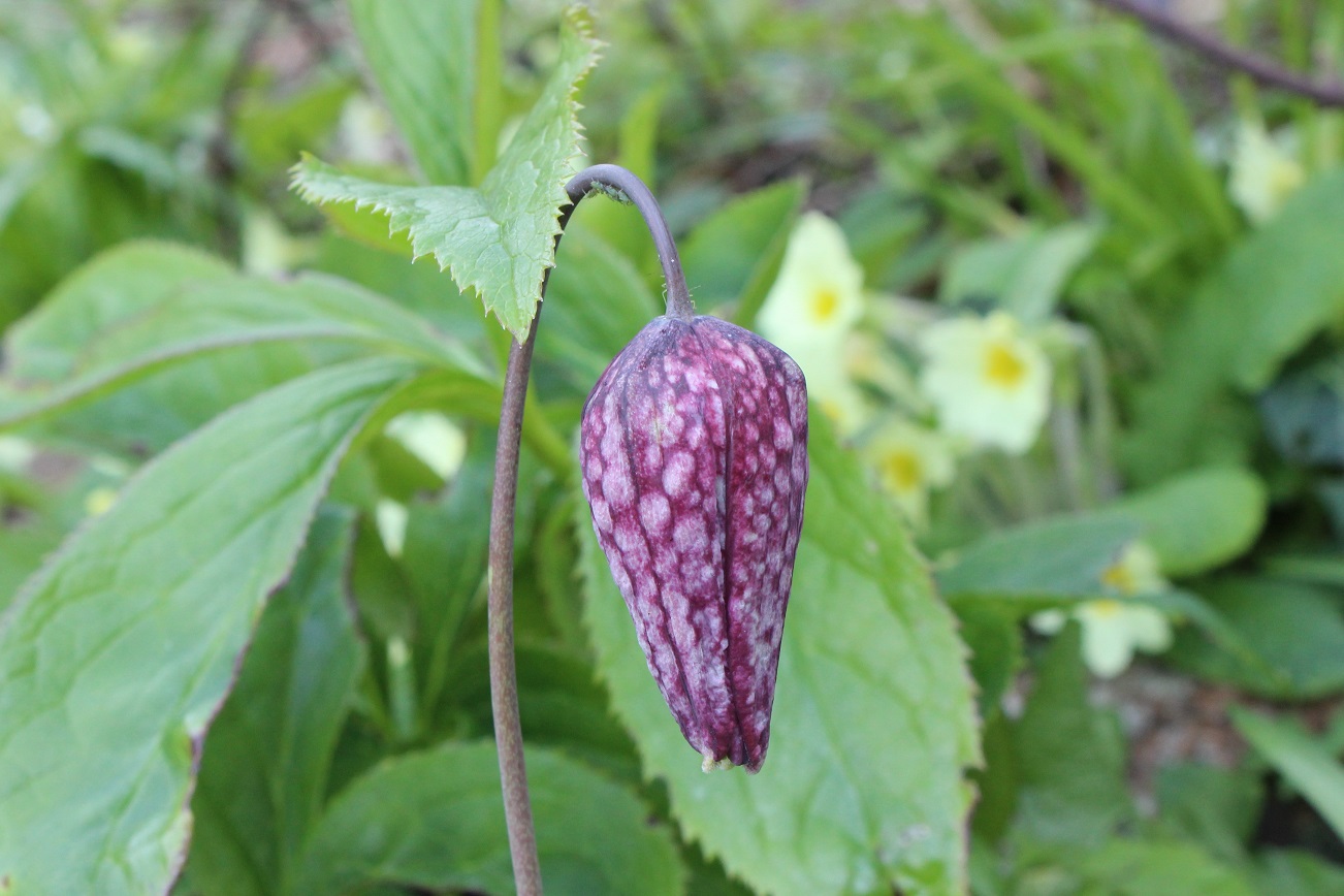 Snake's head fritillery