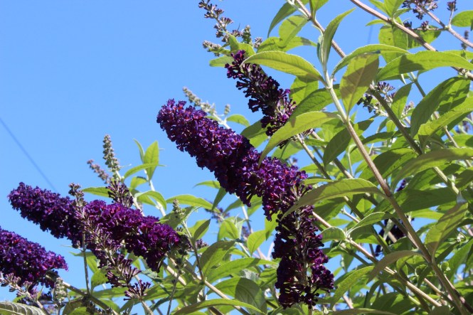 This image has an empty alt attribute; its file name is img_2237.jpg